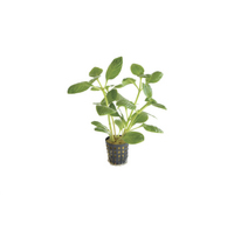6x Limnophila Rugosa